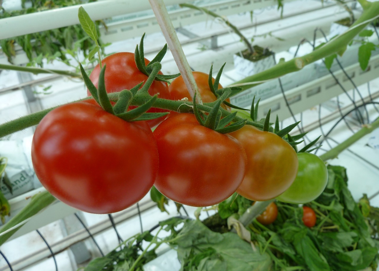 pomidory w szklarni